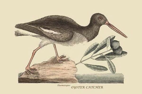 Oyster Catcher by Mark Catesby #2 - Art Print