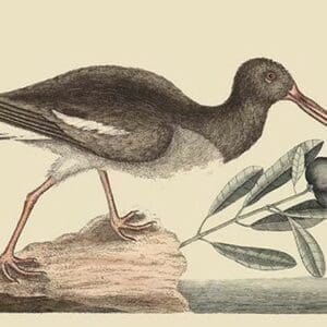 Oyster Catcher by Mark Catesby - Art Print