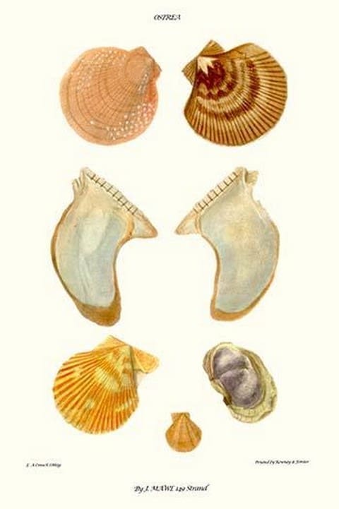 Oyster Shells By John Mawe - Art Print