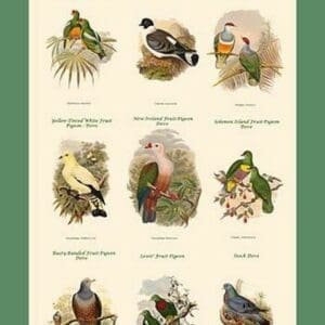 PIGEON COMPOSITE VERTICAL SCHOOLROOM POSTER I by John Gould - Art Print