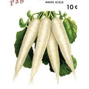 Page's Radish: White Icicle - Art Print