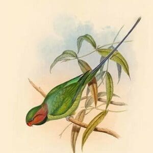 Palaeornis Affinis - Allied Parakeet by John Gould - Art Print