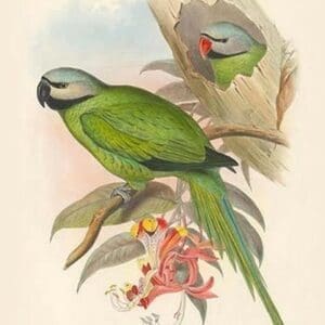 Palaeornis Caniceps - Grey-Headed Parakeet by John Gould - Art Print