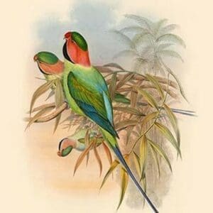 Palaeornis Malaccensis - Malacca Parakeet by John Gould - Art Print