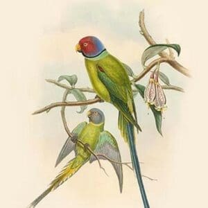 Palaeornis Rosa - Blossom-Headed Parakeet by John Gould - Art Print