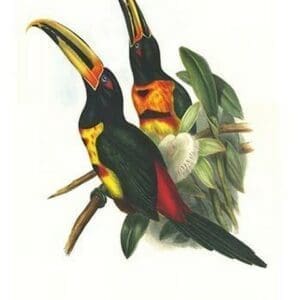 Pale mandibiled aracari by John Gould #2 - Art Print