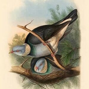 Palumbus Pulchricollis - Collared Wood-Pigeon by John Gould - Art Print