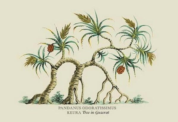 Pandanus Odoratissimus Keura Tree in Guzerat by J. Forbes - Art Print