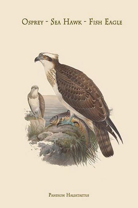 Pandion Haliataetus - Osprey - Sea Hawk - Fish Eagle by John Gould - Art Print