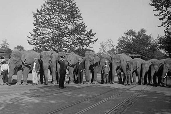 Parade of Elephants on City Street lined up side by side with Policeman giving them a sign to proceed. - Art Print