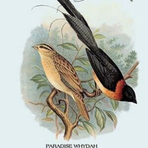 Paradise Whydah by Arthur Gardiner Butler - Art Print