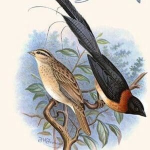 Paradise Whydah by Frederick William Frohawk #2 - Art Print