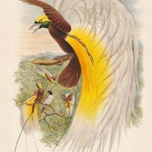 Paradisea Papuana - Papuan Bird of Paradise by John Gould - Art Print