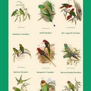 Parakeet Classroom Poster Vertical I by John Gould - Art Print