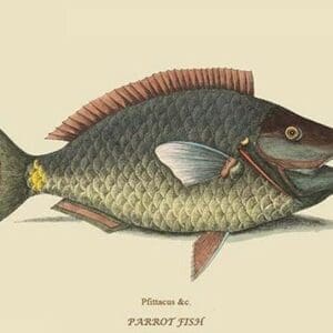 Parrot Fish by Mark Catesby #2 - Art Print