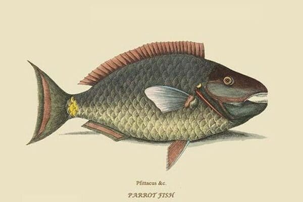 Parrot Fish by Mark Catesby #2 - Art Print