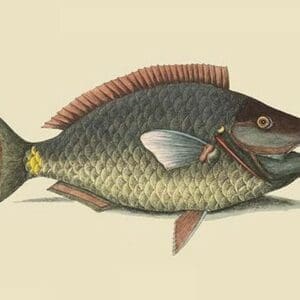 Parrot Fish by Mark Catesby - Art Print