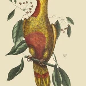 Parrot of Paradise of Cuba by Mark Catesby #2 - Art Print