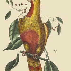 Parrot of Paradise of Cuba by Mark Catesby - Art Print