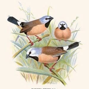 Parson Finch by Frederick William Frohawk #2 - Art Print