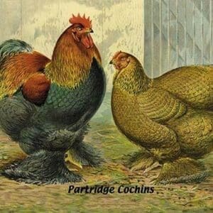 Partridge Cochins - Art Print