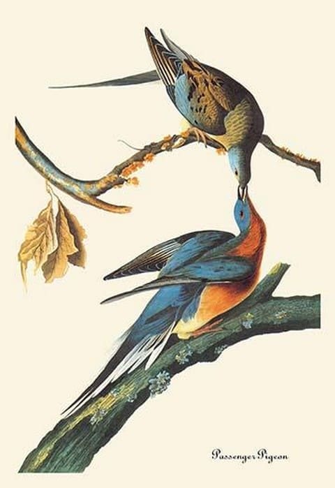 Passenger Pigeon by John James Audubon - Art Print