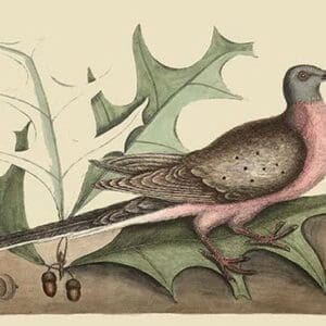 Passenger Pigeon by Mark Catesby #2 - Art Print