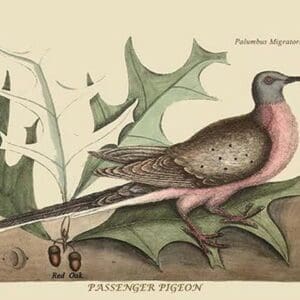 Passenger Pigeon by Mark Catesby - Art Print