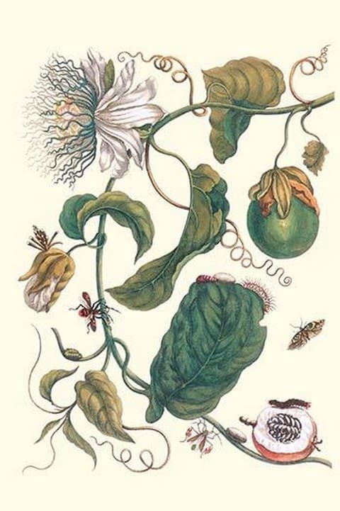 Passion Flower with Leaf-Footed Plant Bug by Maria Sibylla Merian - Art Print