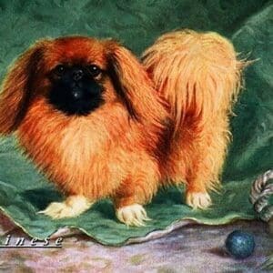 Pekinese Champion Chu-erh of Alderbourng - Art Print