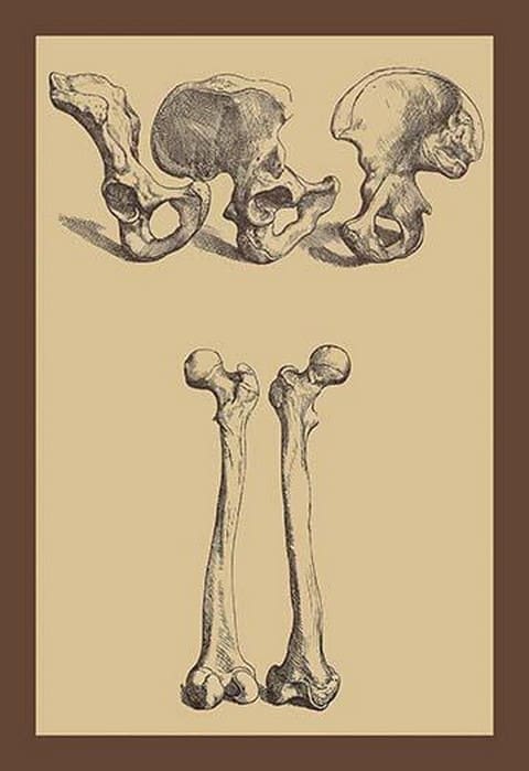 Pelvic Bones by Andreas Vesalius - Art Print