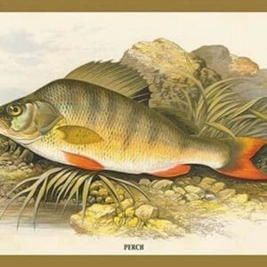 Perch by A.F. Lydon - Art Print