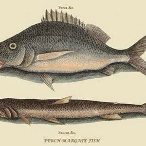 Perch or Margate Fish by Mark Catesby #2 - Art Print