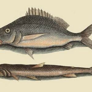 Perch or Margate Fish by Mark Catesby - Art Print