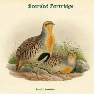 Perdix Barbata - Bearded Partridge by John Gould - Art Print