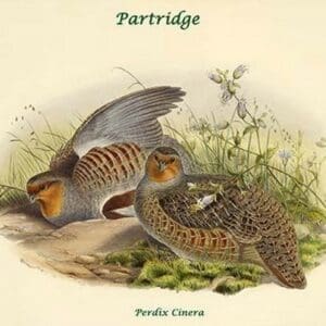 Perdix Cinera - Partridge by John Gould - Art Print