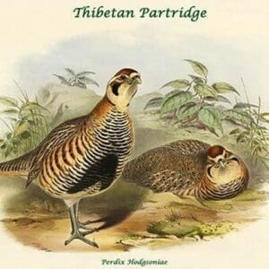 Perdix Hodgsoniae - Thibetan Partridge by John Gould - Art Print