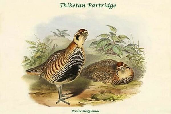 Perdix Hodgsoniae - Thibetan Partridge by John Gould - Art Print