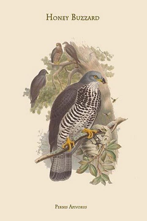 Pernis Apivorus - Honey Buzzard by John Gould - Art Print