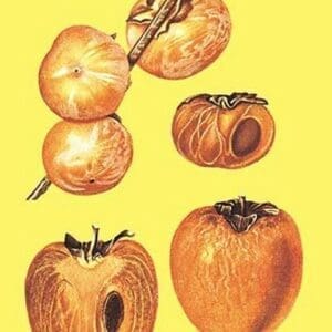 Persimmons - Art Print