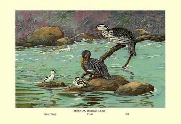 Peruvian Torrent Duck by Allan Brooks - Art Print