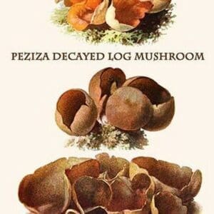 Peziza Decayed Log Mushroom By Edmund Michael - Art Print