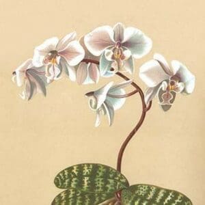 Phalenopsis Schilleriana by H.G. Moon #2 - Art Print