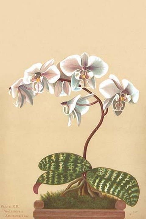 Phalenopsis Schilleriana by H.G. Moon - Art Print