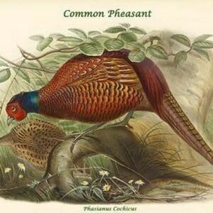 Phasianus Cochicus - Common Pheasant by John Gould #2 - Art Print