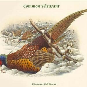 Phasianus Cochicus - Common Pheasant by John Gould - Art Print