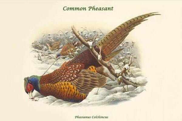 Phasianus Cochicus - Common Pheasant by John Gould - Art Print