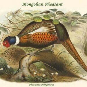 Phasianus Mongolicus - Mongolian Pheasant by John Gould - Art Print