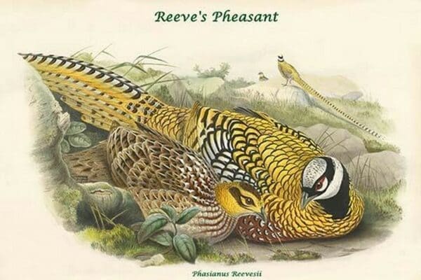 Phasianus Reevesii - Reeve's Pheasant by John Gould - Art Print