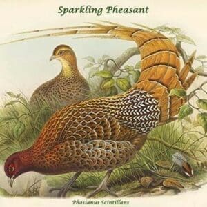 Phasianus Scintillans - Sparkling Pheasant by John Gould - Art Print